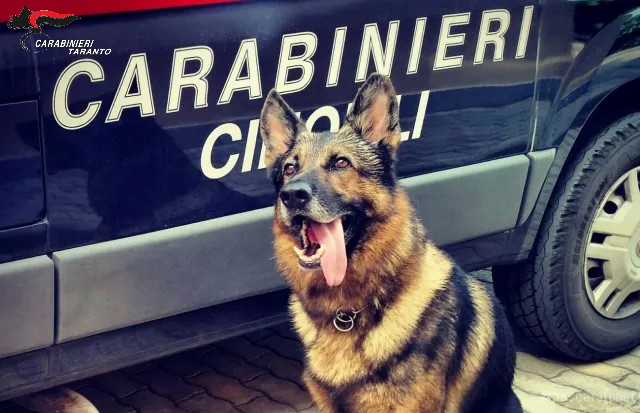 Pulsano: “Quintin” fiuta la droga nascosta, trentaduenne arrestato dai Carabinieri