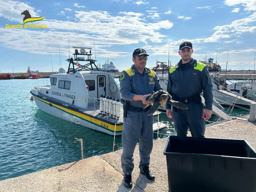 RILASCIATE DUE TARTARUGHE MARINE AL LARGO DI TARANTO.